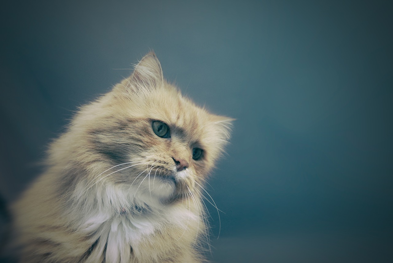 Cat, animal, feline — Get Cheap Adopt Me Pets with Instant Delivery on BloxCart