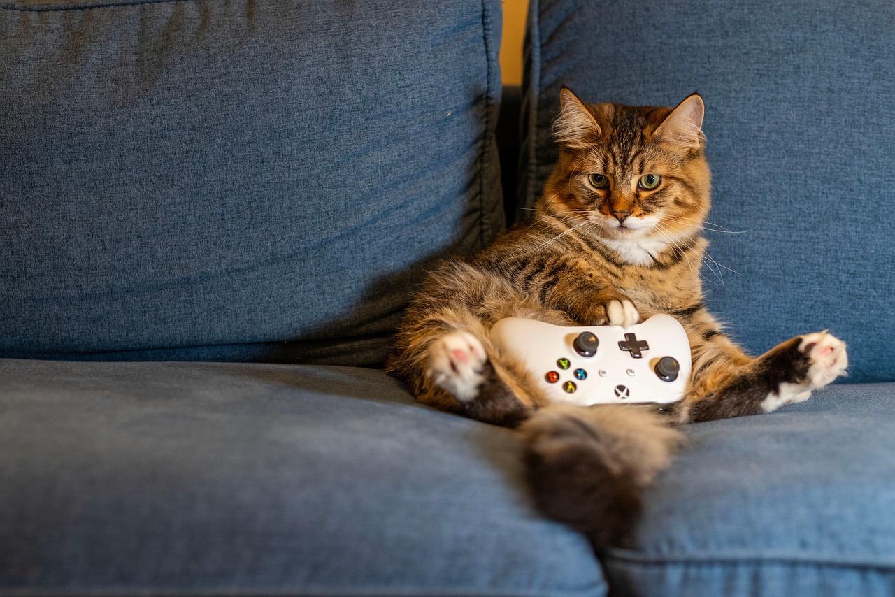 Cat, kitten, nature — How To Play Online Casinos Without