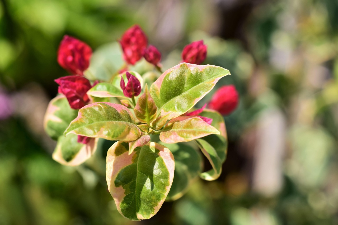 Bougainvillia, bloom red, leaves white green — How to Recover Your TC Lottery Account