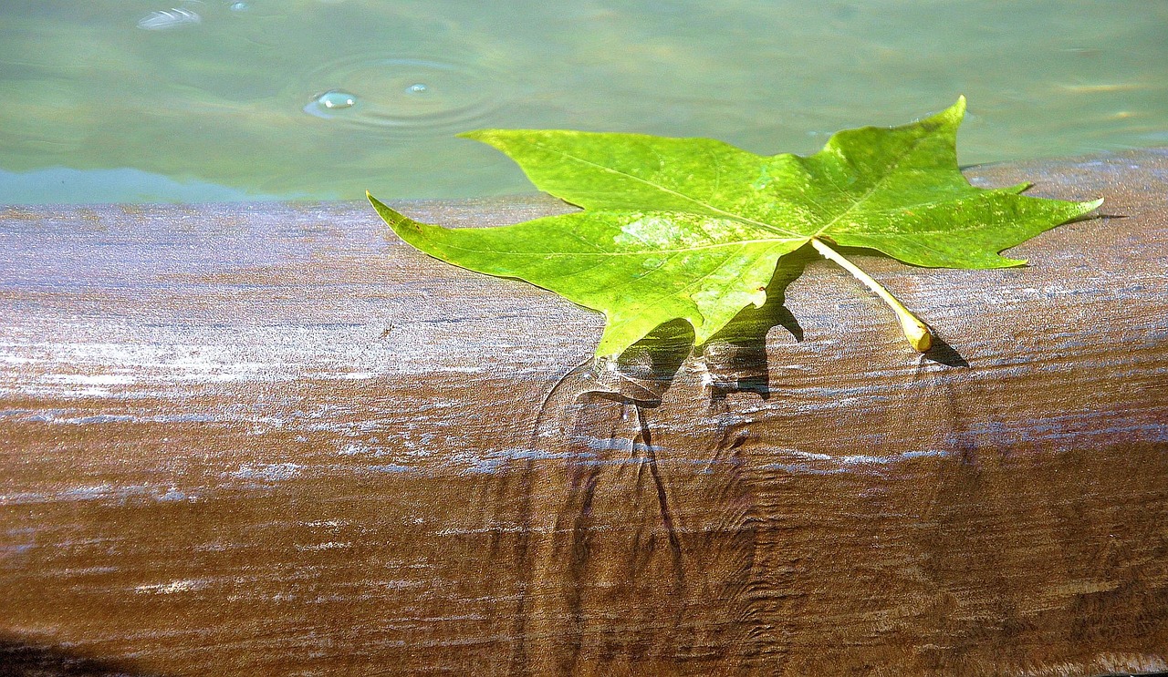 Water, brunne, leaf — Let's Look At How To Get A Good Resume Build.